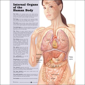 Internal Organs of The Human Body Paper Poster by Anatomical Chart Company