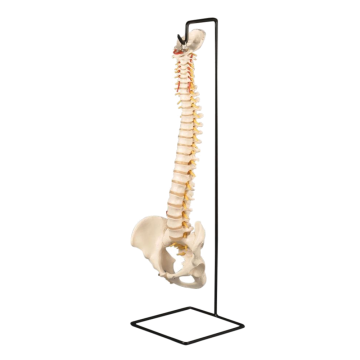 Flexible Vertebral Column with Stand 18-1/2" by Anatomical Chart Company