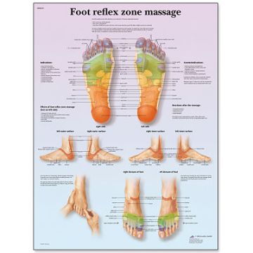 3B Scientific Foot Massage Reflex Zone Chart - Singles
