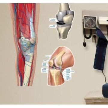 Knee Vinyl Poster by Body Part Chart