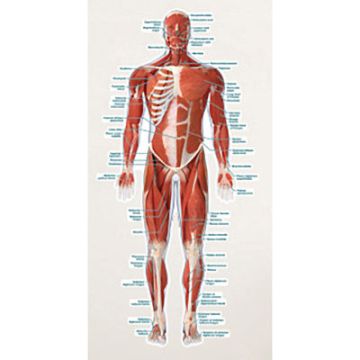 Labeled Muscular System Vinyl Poster by Body Part Chart - Front.